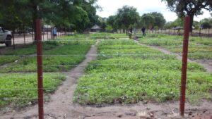 One of the flourishing OLSH gardens, which will provide sustenance and self-sufficiency for many local families.