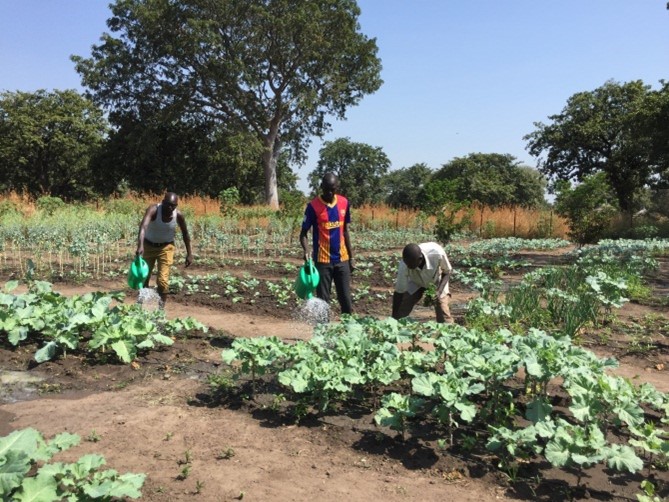 One of the OLSH gardens in Mapuordit, which helps families in the region to be self-sufficient while providing much-needed nutrition.